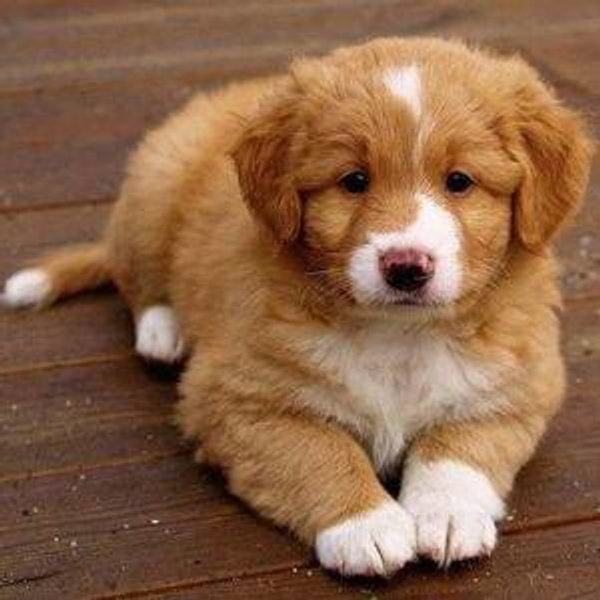 Puppy Fund