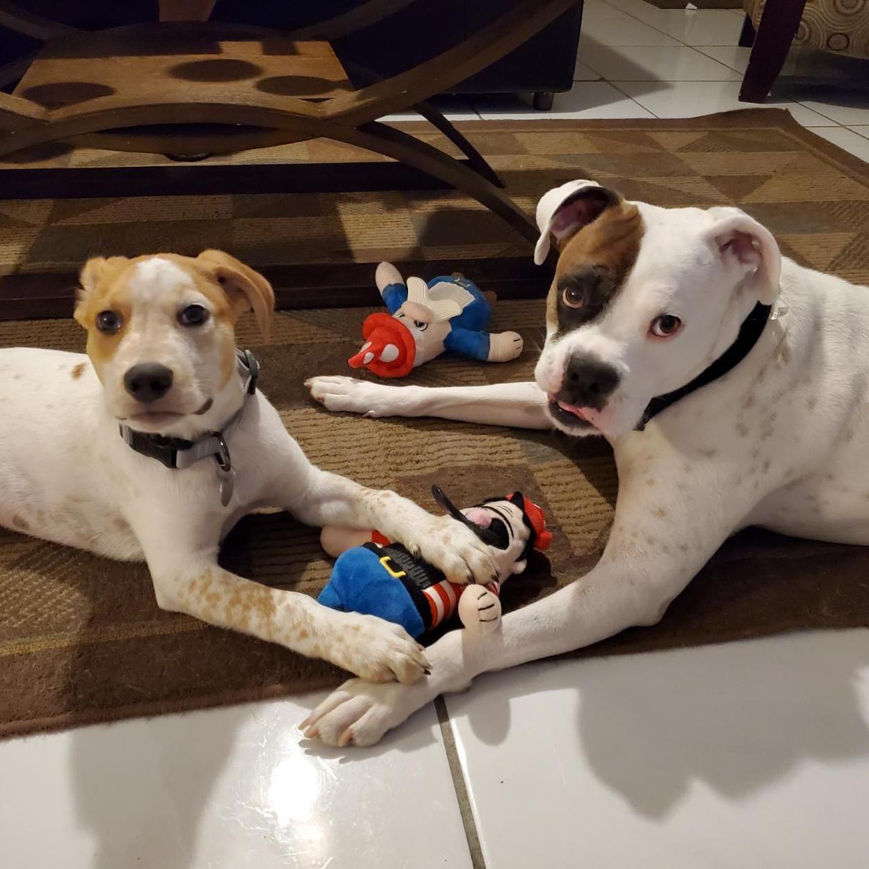 Our boys Ruger & Rocco!!