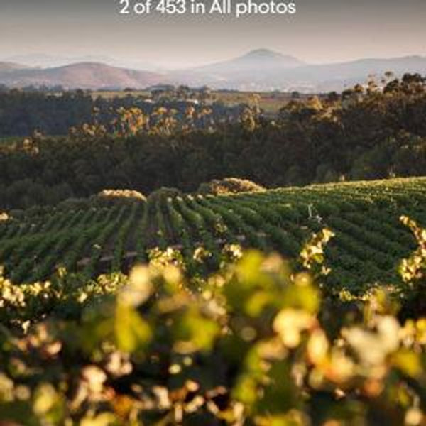 Stellenbosch Wine Tasting