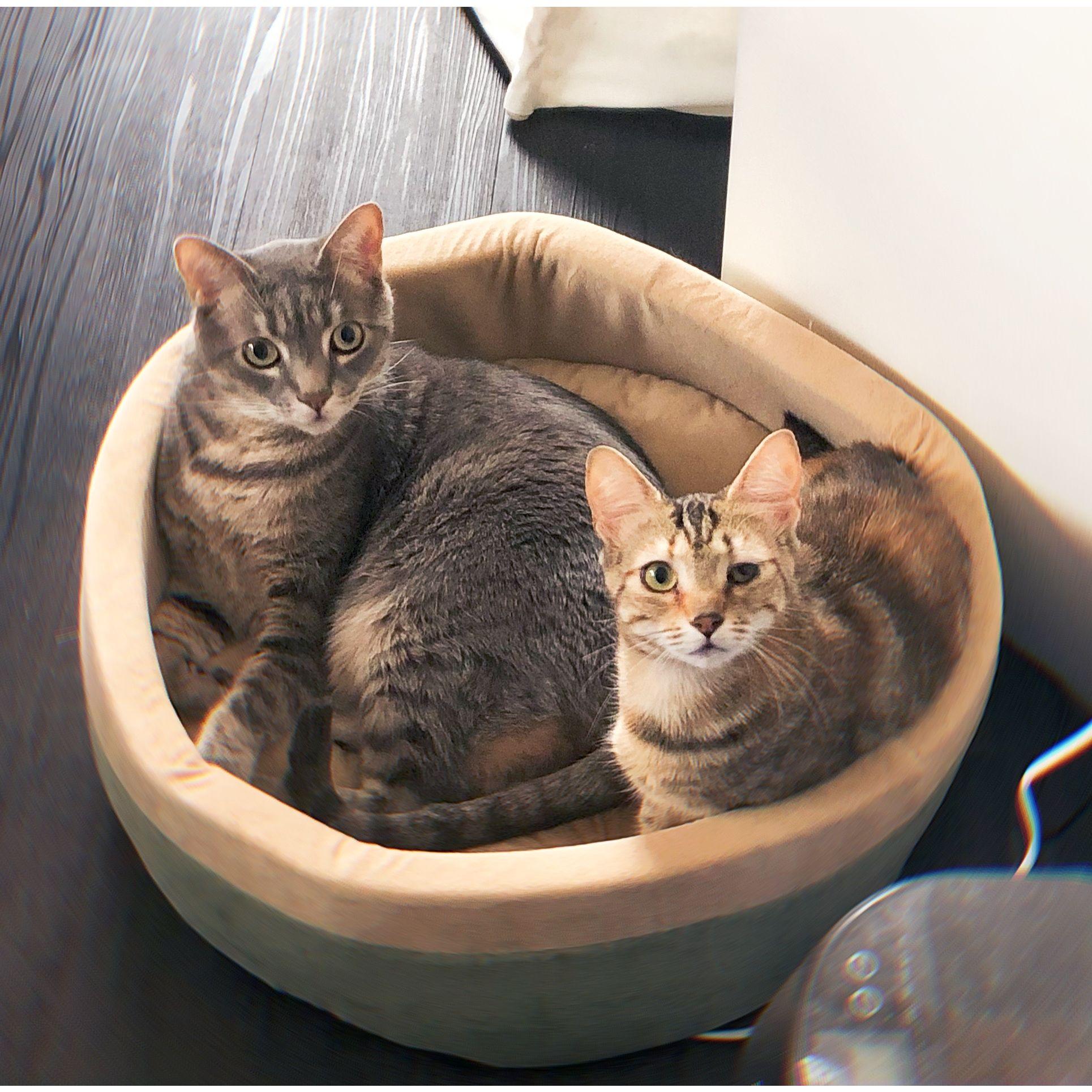 Now we have two babies, Sebastian and Lucy!