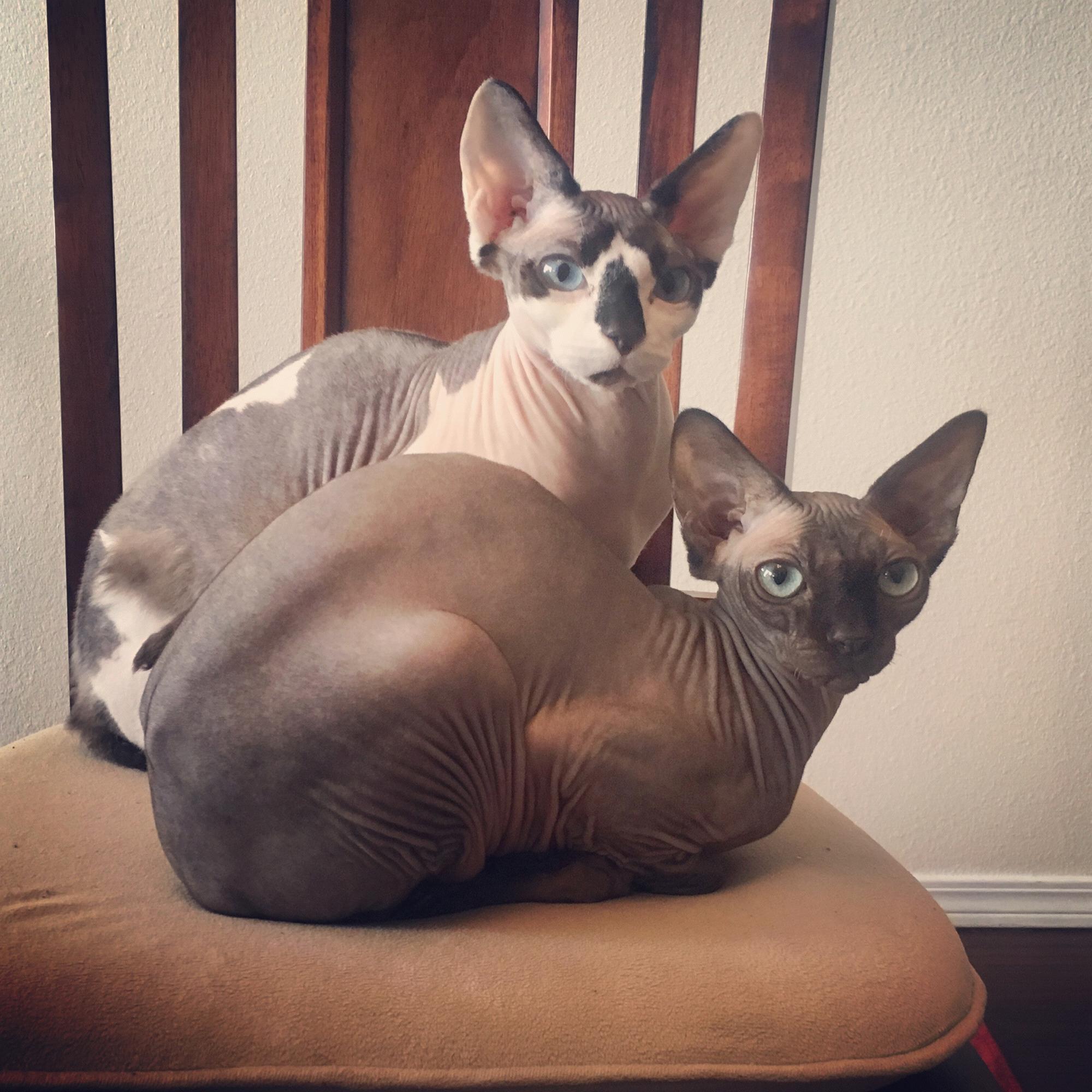 Jaime and Cersei