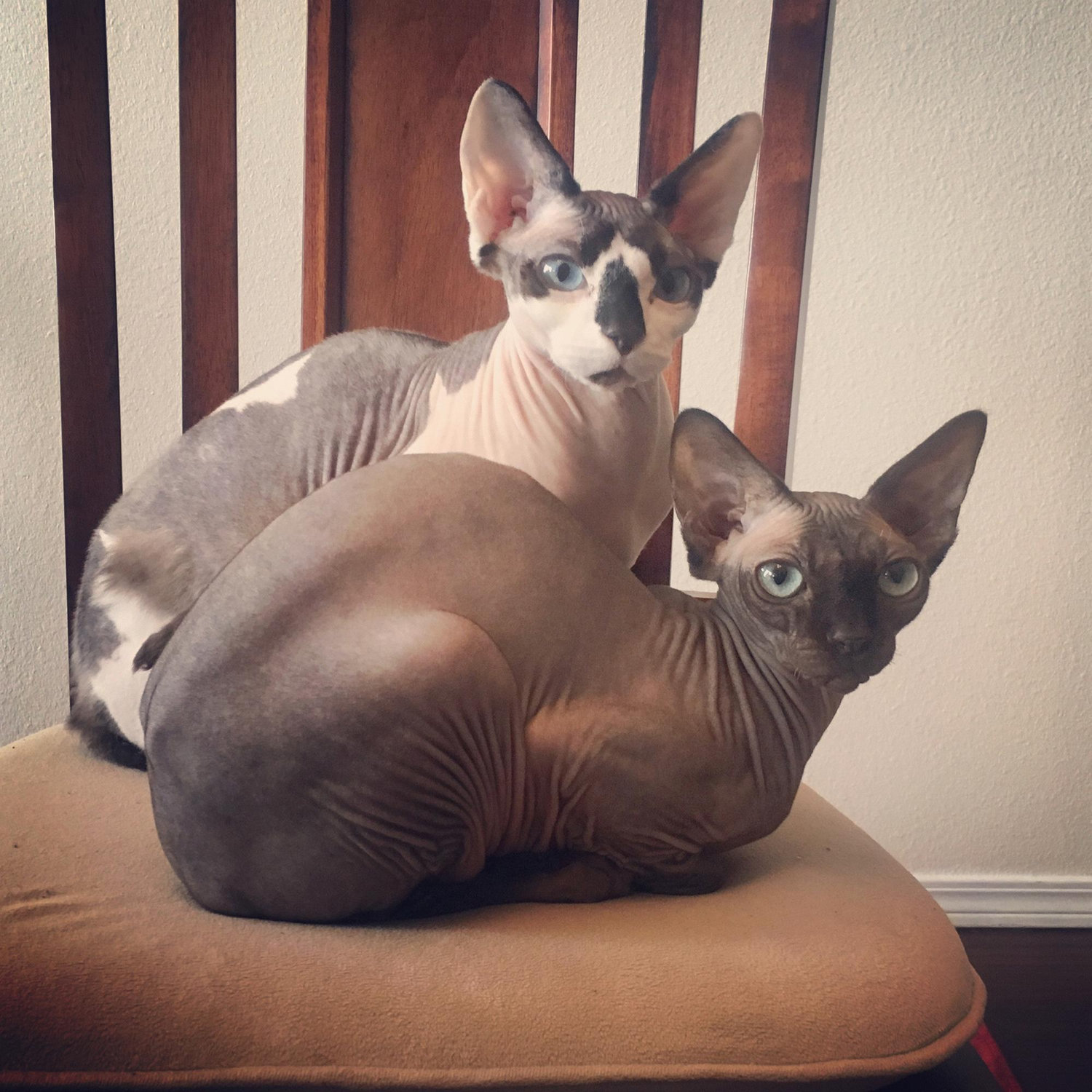 Jaime and Cersei