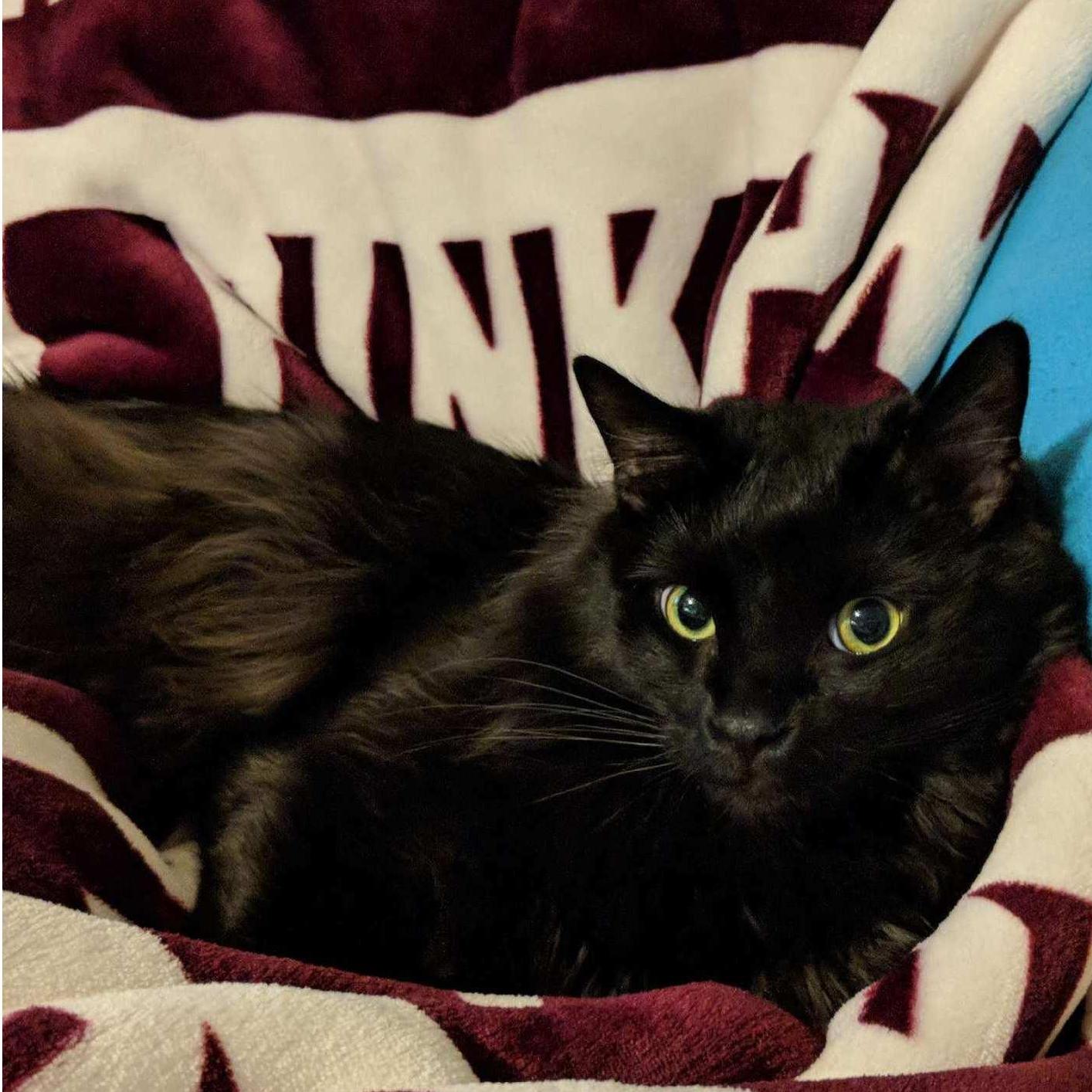 Nestin is a treat fiend. He's always trying to convince us he deserves them (and he's so cute we have a hard time saying no)