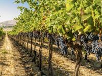 Lake Erie Wine Country
