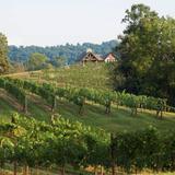 Addison Farms Vineyard
