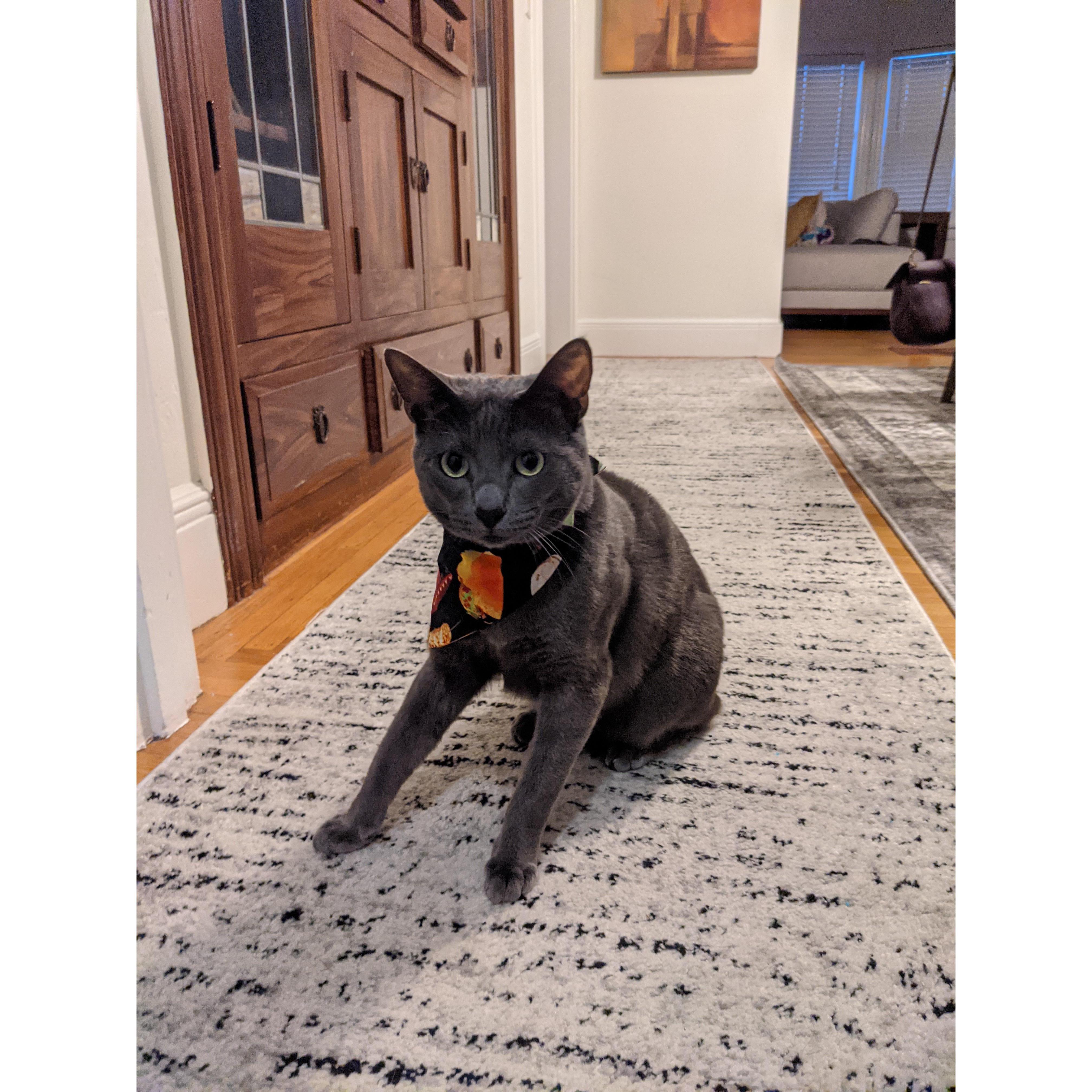Oolong our first baby boy we adopted him 2019