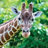 Blank Park Zoo