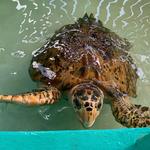 Old Hegg Turtle Sanctuary