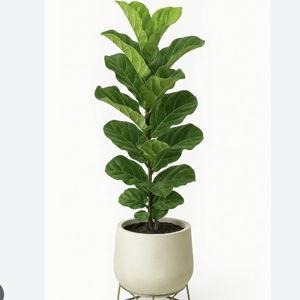 Ficus con matera de barro