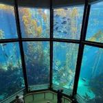 Monterey Bay Aquarium