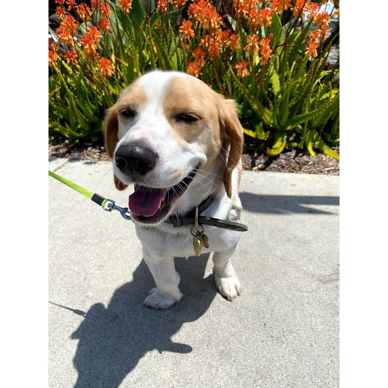 Just Loki, Irvine, CA