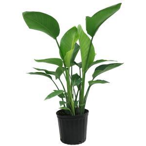 White Bird of Paradise in 9-1/4 in. Pot