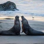 Elephant Seals of San Simeon