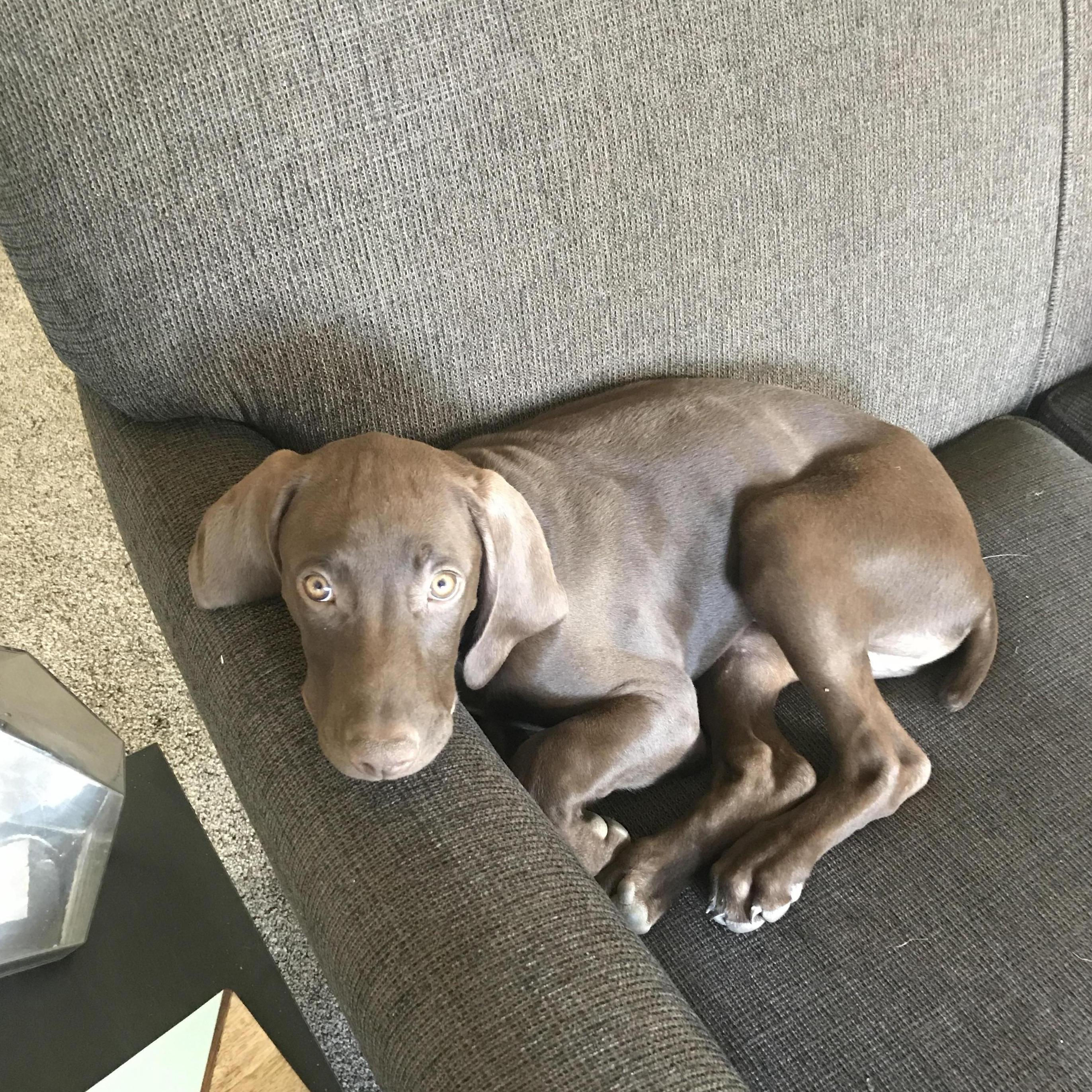 New family member, Clark!