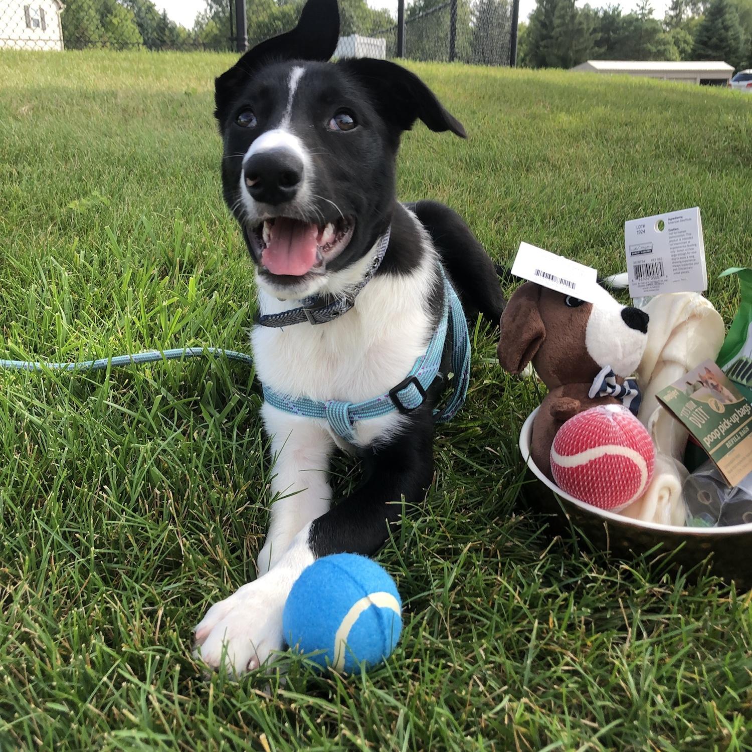 August 2019 - Baby Maverick was brought home!