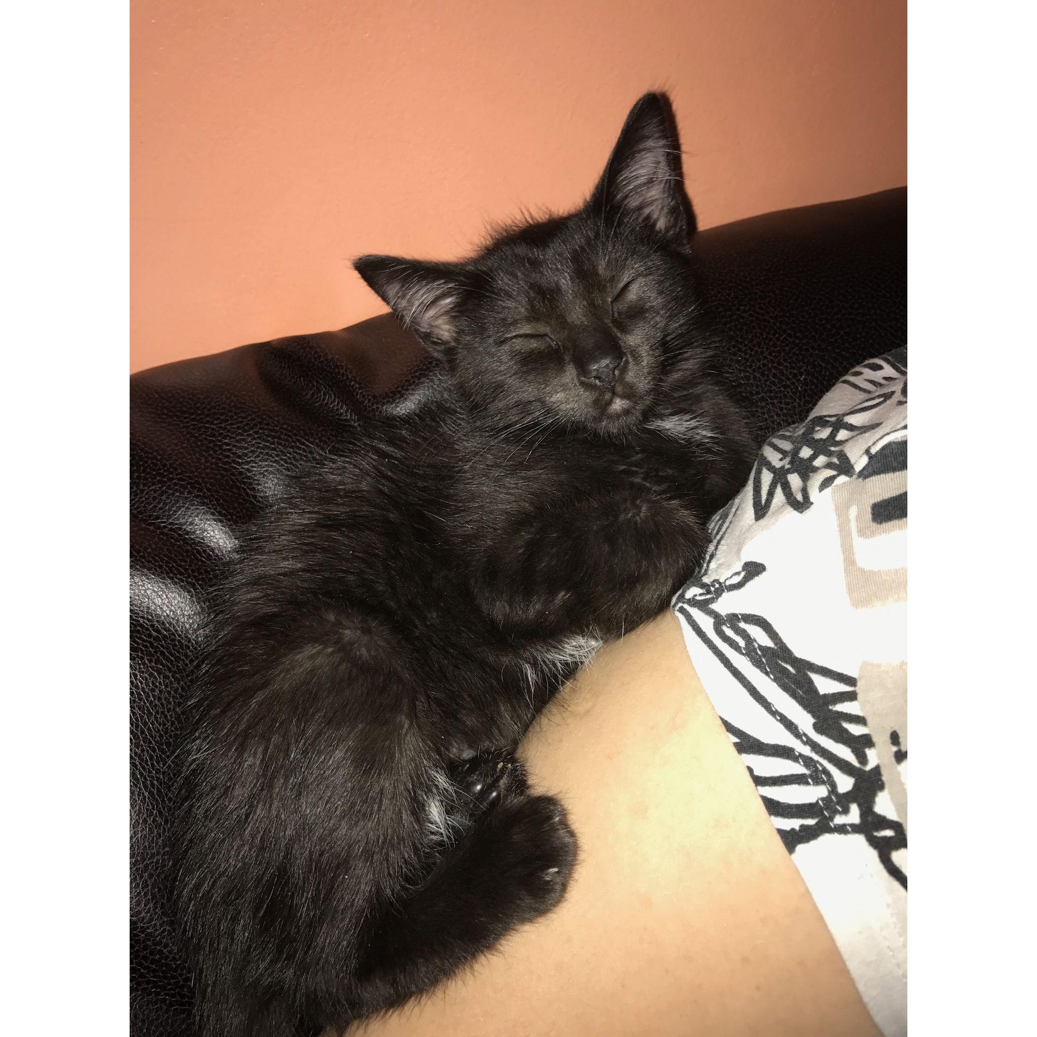 The day Nikki & Austin brought home their cat, Buttons (which Nikki adores so much)!