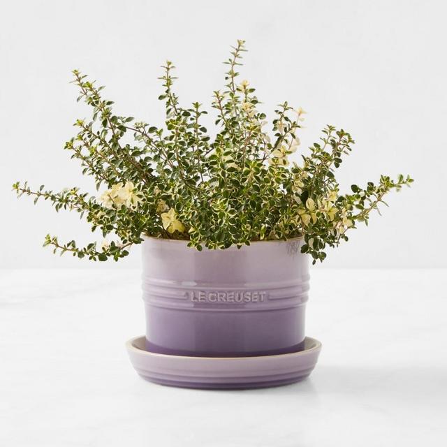 Le Creuset Herb Planter with Tray, Provence