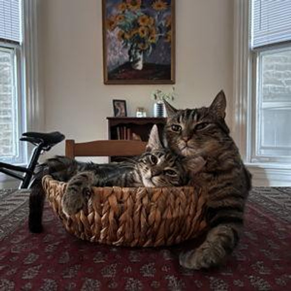 Toto & Pishi Treat Fund