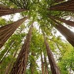 Muir Woods National Monument