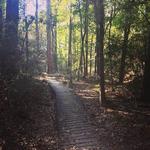 W G Jones State Forest