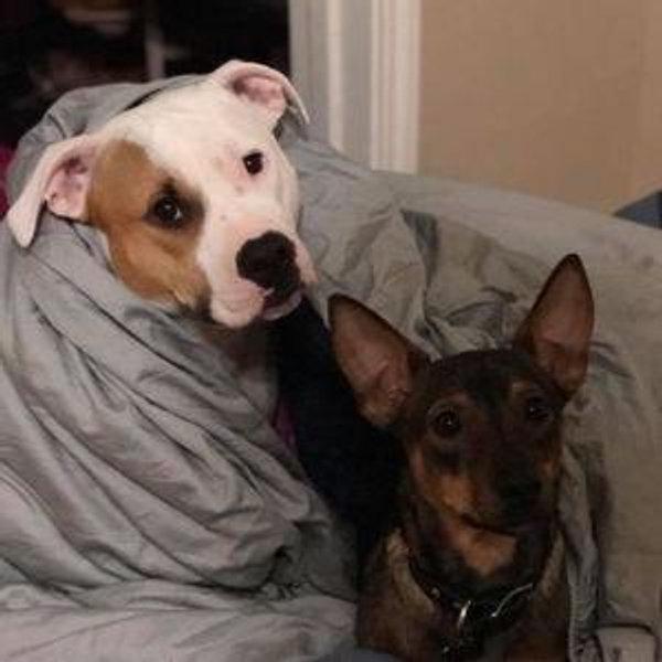 Hippie and Roscoe - Dogsitter Fund