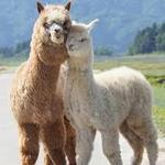 Sawdust Hill Alpaca Farm