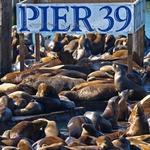 PIER 39
