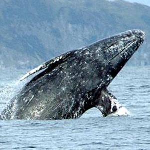 Whale Watching Tour