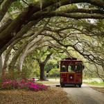 Charleston Tea Garden