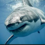 White Shark Cage Diving