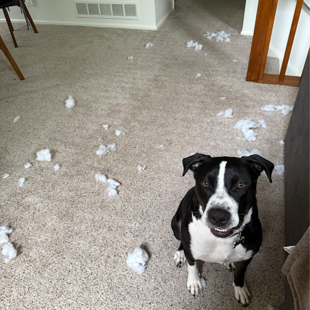 Buy Juneau Some New Toys