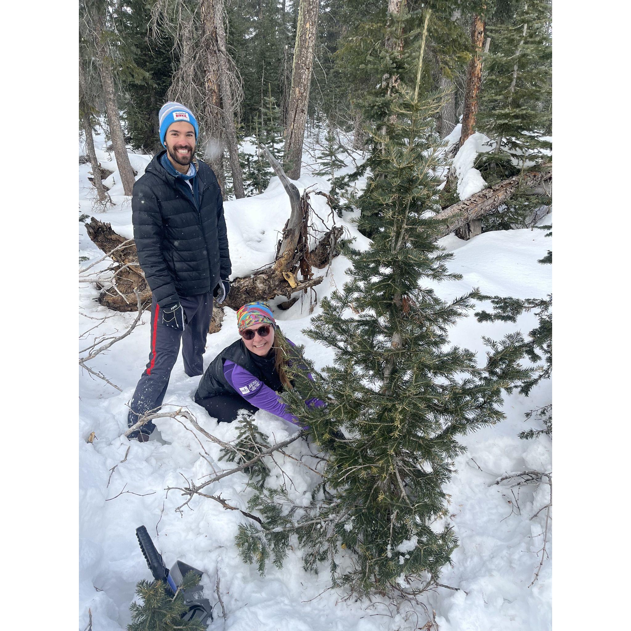 Harvesting a Christmas tree