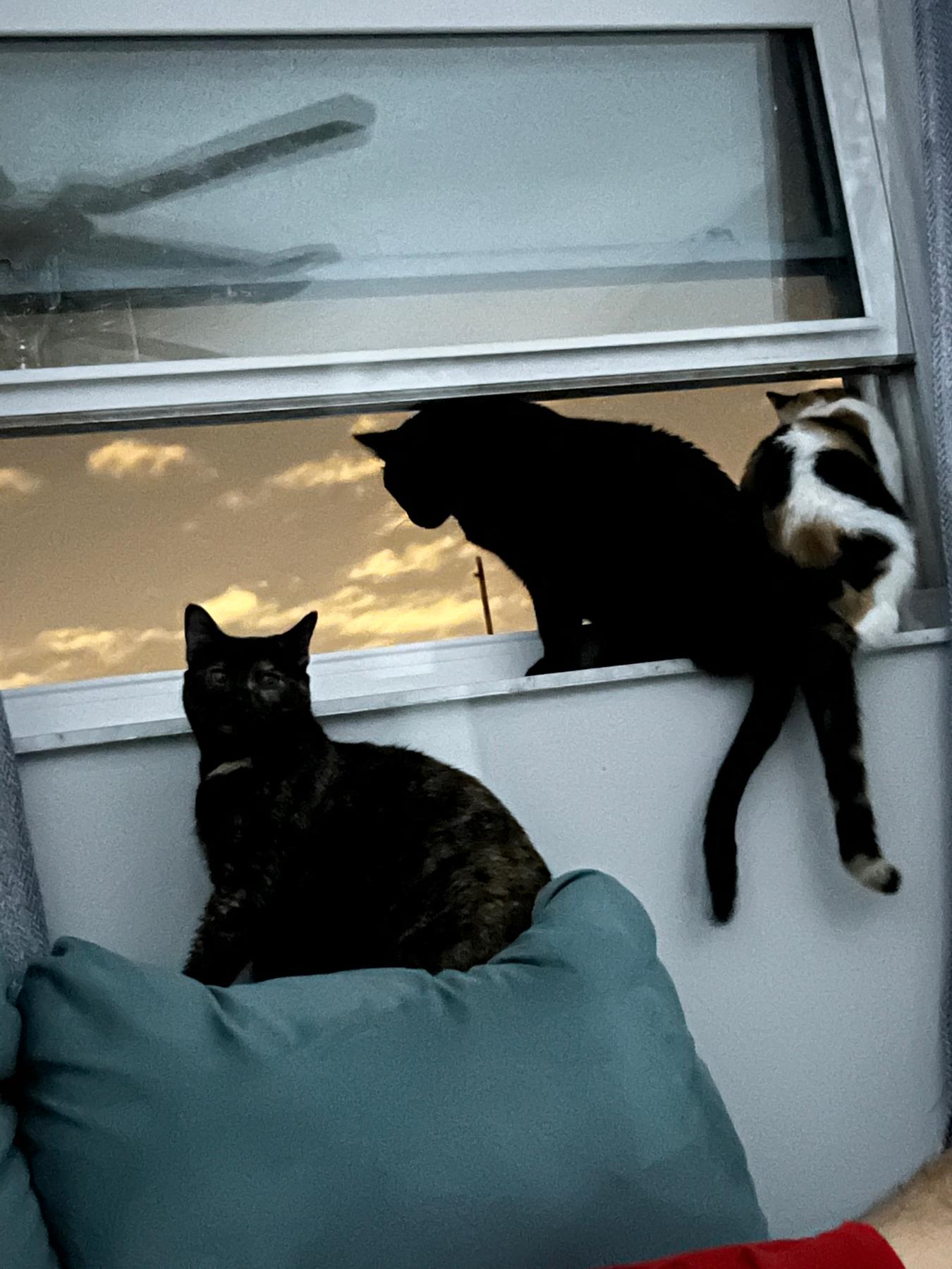 Sage, Saffron, and Sesame.