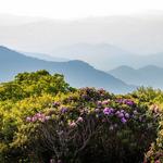 Craggy Gardens