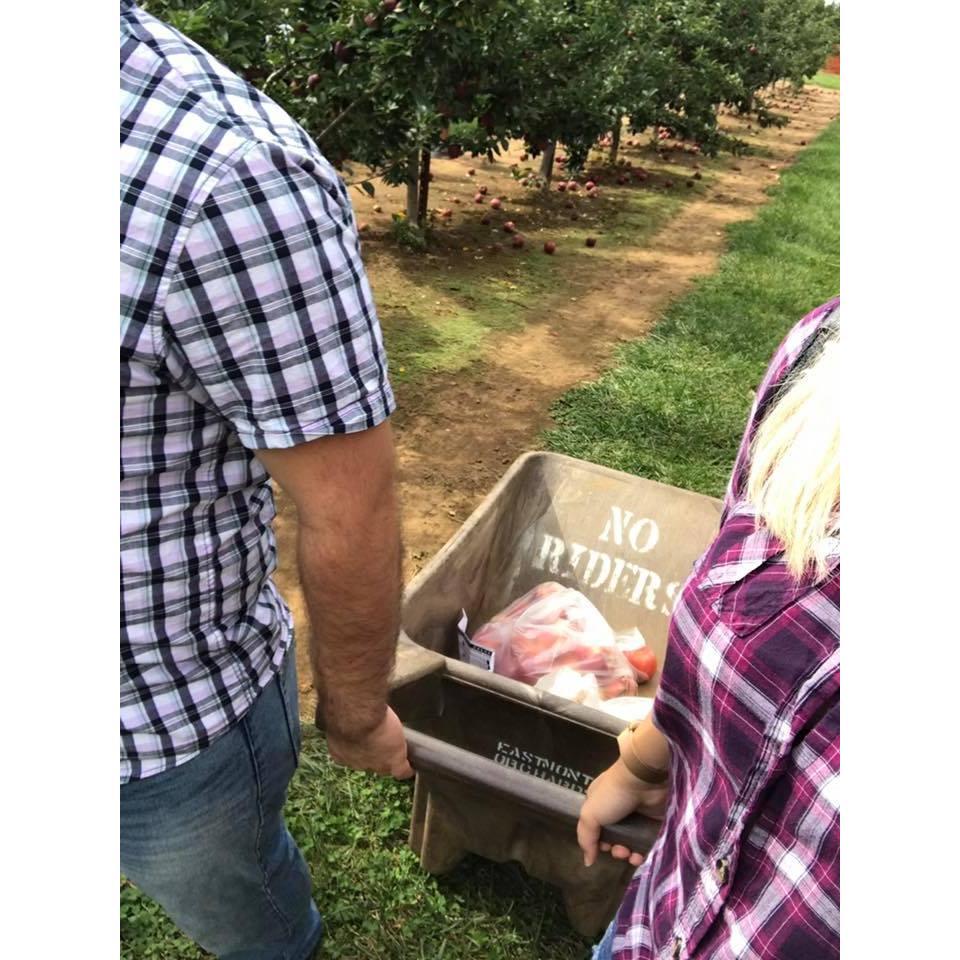 Picking apples for some pie!