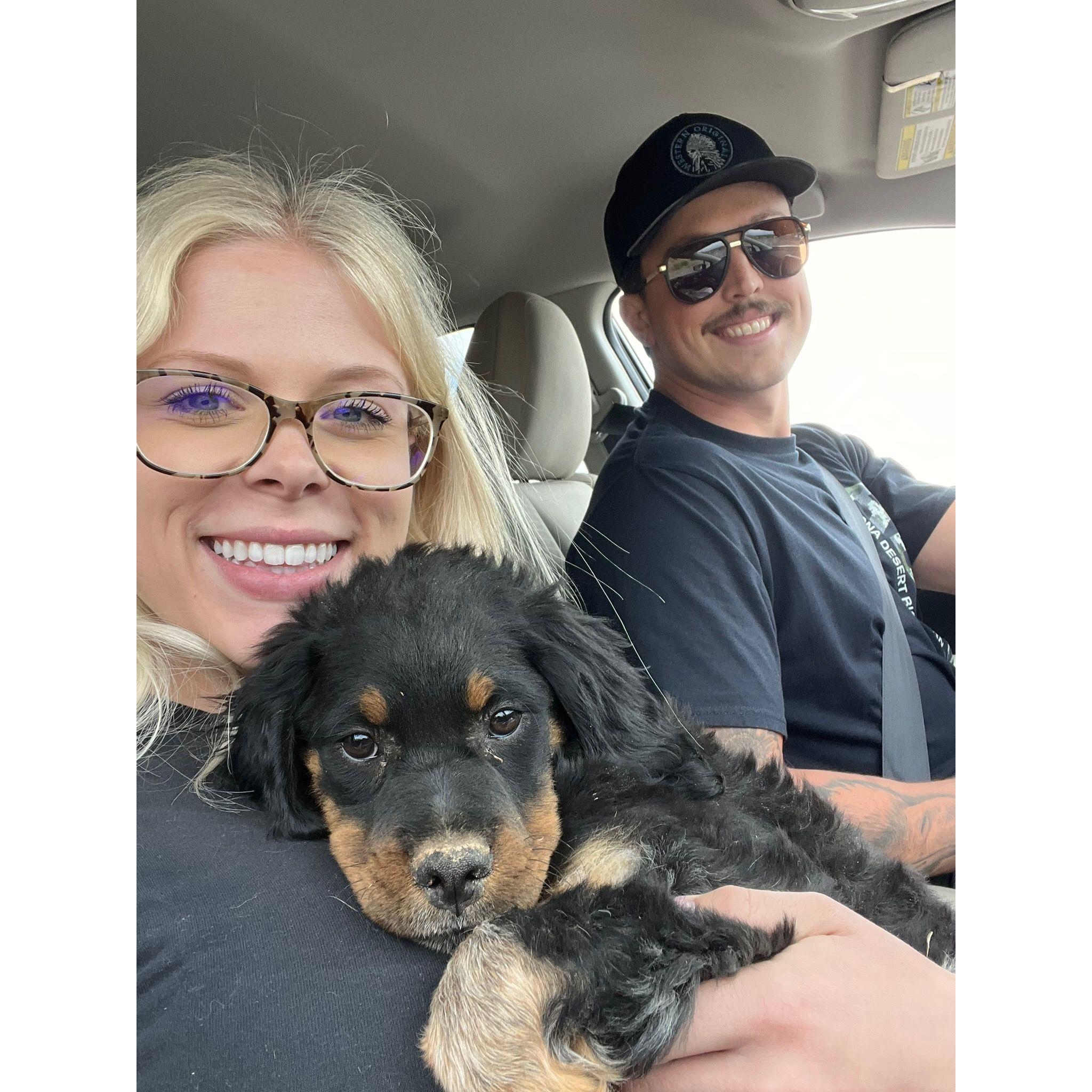 The day after we returned from Scotland, we grew our family and picked up our baby Tucker man!