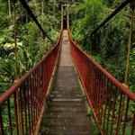 Quindio Botanical Garden - Butterfly