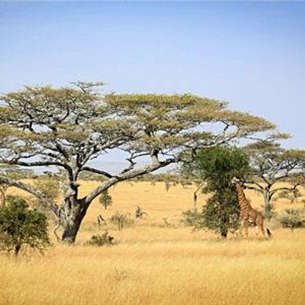 Safari Honeymoon Fund