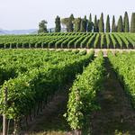 Wine Canteens