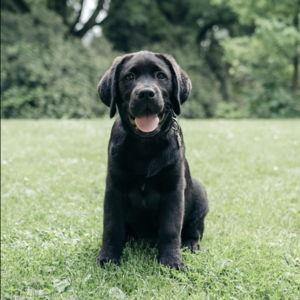 Our Labrador Retriever Fund