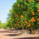 Prospect Park Orange Groves