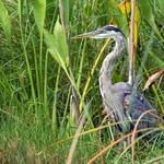 Blue Heron Nature Preserve