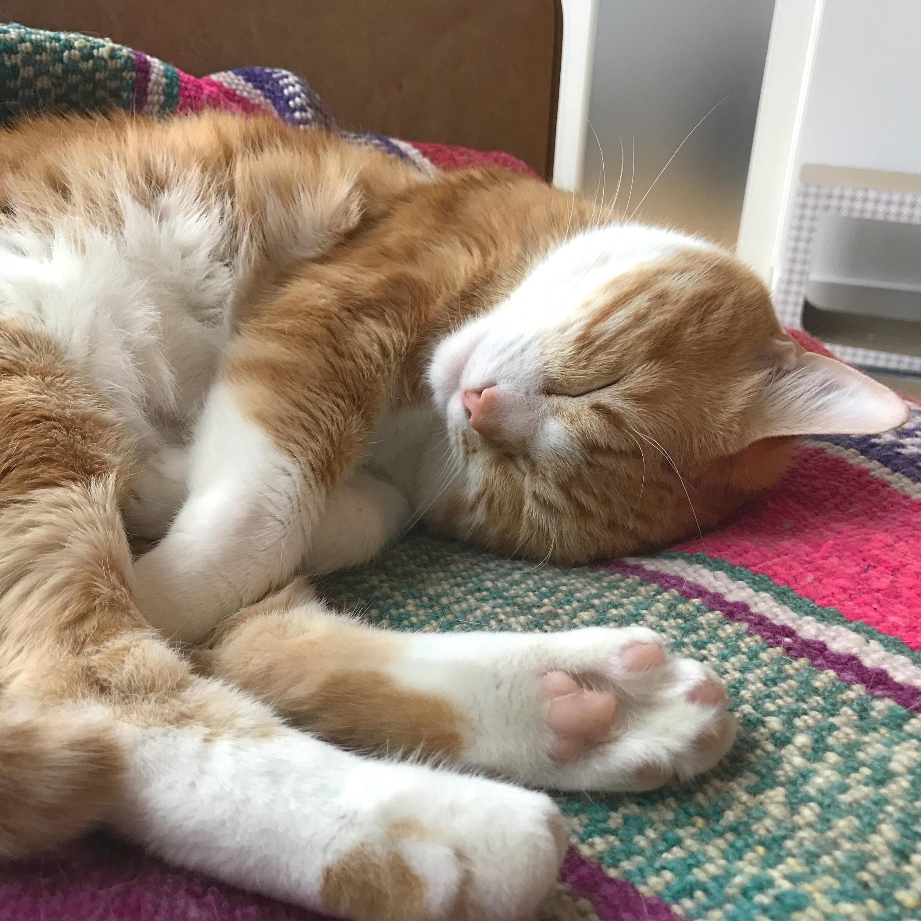 Brad, he is usually sleeping.