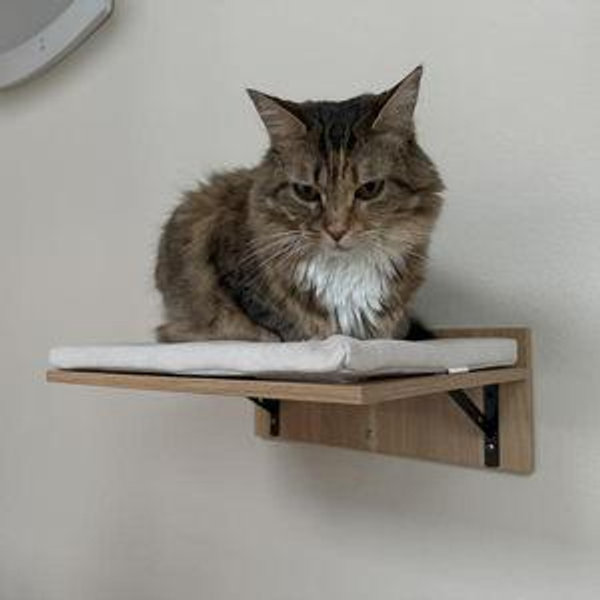 FRISCO Cushioned Wall Mounted Cat Wall Shelf - Chewy.com
