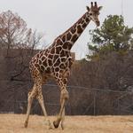 Oklahoma City Zoo and Botanical Garden