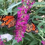 Beech Creek Botanical Garden & Nature Preserve