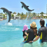 Dolphin Discovery Punta Cana