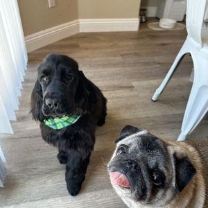 Puppy Fund