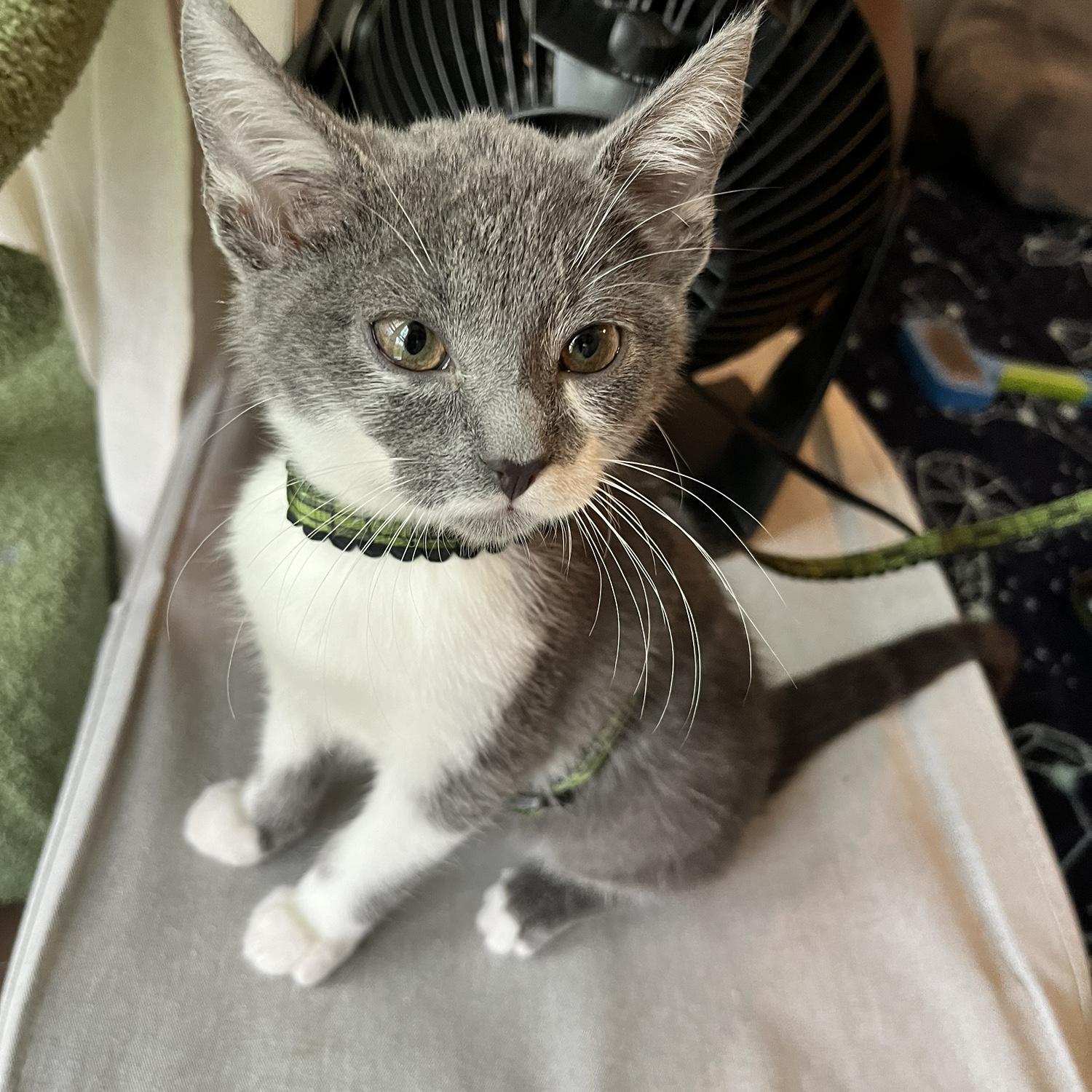 Our newest baby, Stego!!