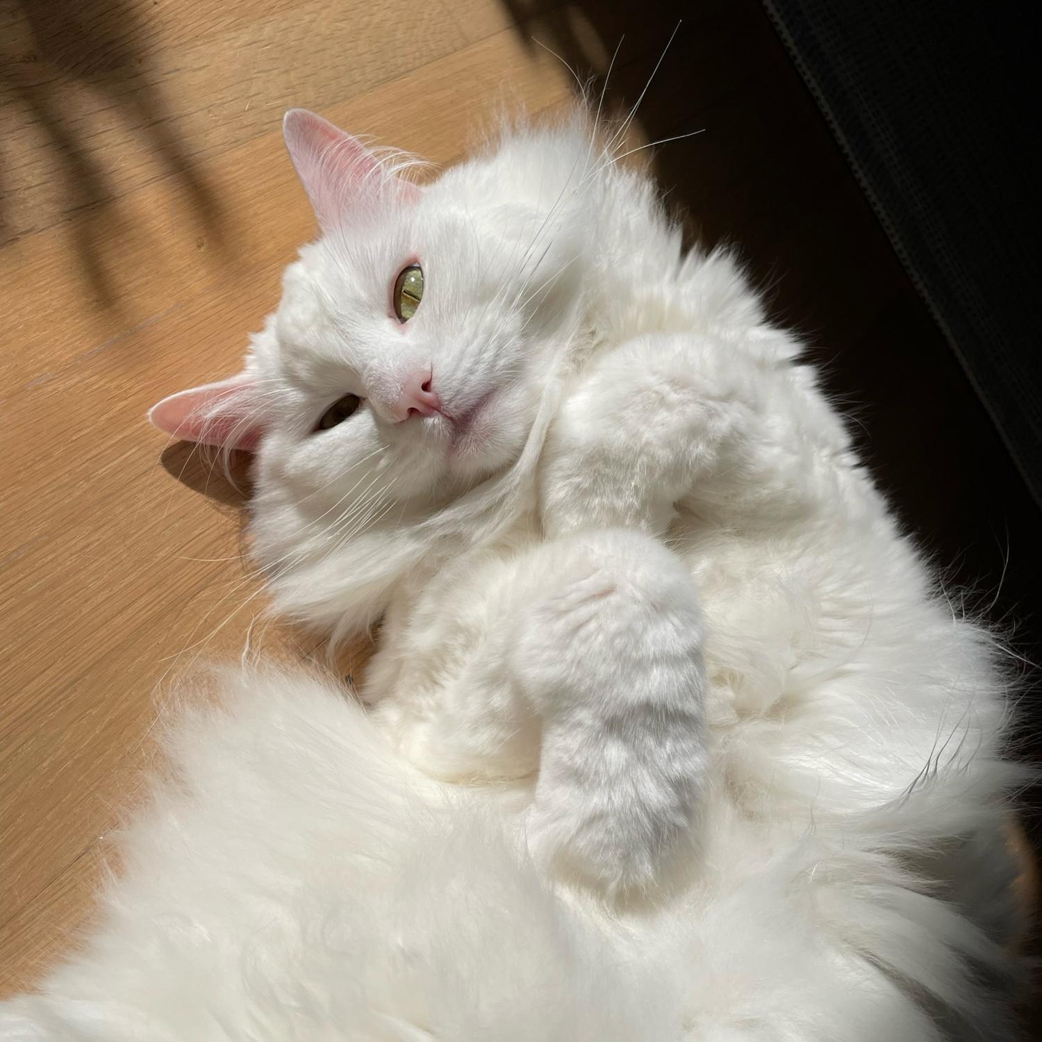 Rufio plotting to take over the world!